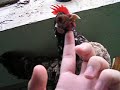 Hot Chick!!! Hot Chick!!!