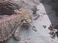 Bearded dragon owns fuzzy