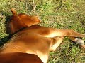 young arab colt Muratah after an hour of Ian Benson - play dead