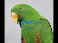 So you want to own a Parrot?