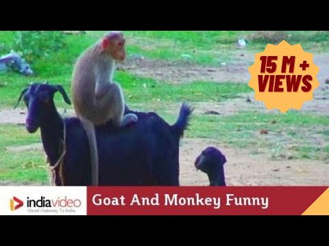 monkey - For details click - http://www.indiavideo.org/tamilnadu/travel/monkey-playing-with-goat-3379.php#Desc Video by Prathap V. K. of Invis Multimedia.