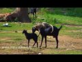 goat and monkey funny video india video