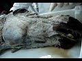 Anatomia Veterinaria - Musculos faciales del caballo (p1) Anatomia Veterinaria - Musculos faciales del caballo (p1)