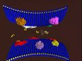 Prozac: Selective Serotonin Reuptake Inhibitor (SSRI)