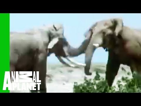 rhino - For More Animal Brawls Check Out: http://animal.discovery.com/videos/untamed-uncut-animal-fights/?smid=TWAPL-DEF-PLP A true battle of the titans. To discover...