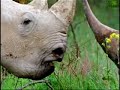 Animal Face-Off: Elephant vs. Rhino