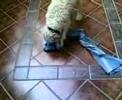 videos de eMeCe's Spidy saltando