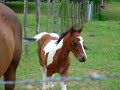 Baby Horse Baby Horse