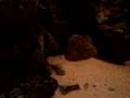 Red Shiner Spawning - 1