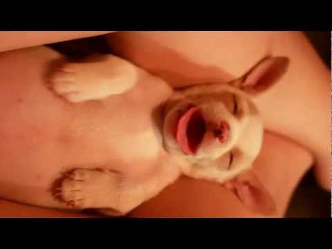 I sogni di un cucciolo di cane I sogni di un cucciolo di cane