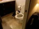 Cat Loves To Flush The Toilet - animals, cat, pets, toilet, funny