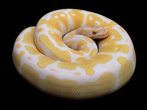 snake