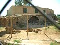 lions-vs-hyenas.html