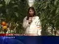 La hidroponia, la agricultura del ma�ana