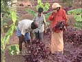 Scientific cultivation of amaranthus