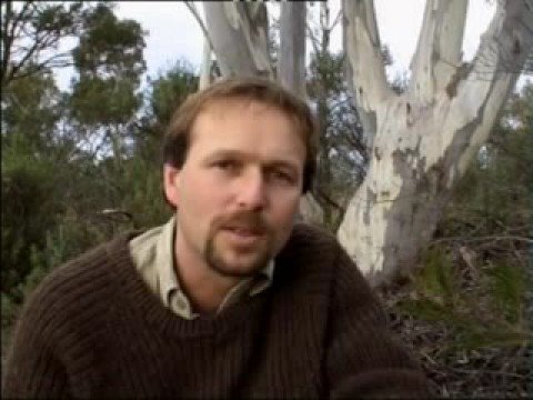 How a forest burns 