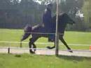 Hengstenkeuring Breiğablik #7 Hengstenkeuring Breiğablik #7