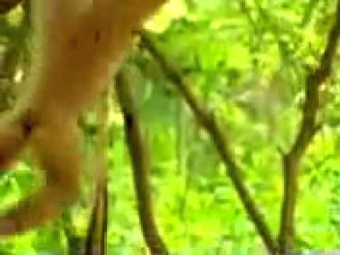قرد صايع‬