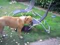 Bullmastiff video