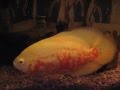 MY ALBINO TIGER OSCAR IN A 10 GALLON TANK (moved to 55g)