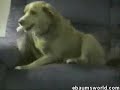 cane rincoglionito
