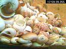 Buescheri fry living in Multie Colony