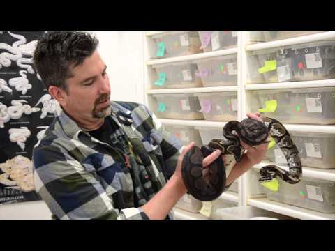 YouTube reptile video