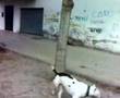 pit bull poligono granada 