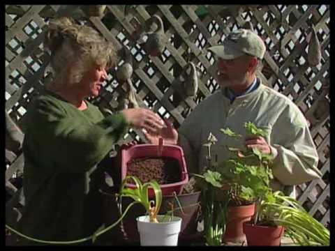 how to transplant hyacinth bulbs