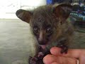 Thick tailed bush baby moholoholo South Africa