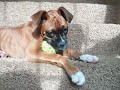 Lucy The Boxer Puppy 17 weeks old.wmv