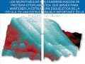las celulas