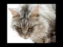 Mancoon Cat video