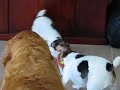 Hurl-A-Squirrel VS Jack Russels Hurl-A-Squirrel VS Jack Russels