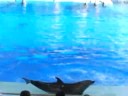Aquario de Nagoya 3/11/2008