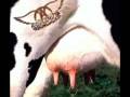 FLESH - Aerosmith