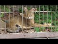 ジャングルキャット (東山動植物園) 2023年6月25日