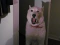 Siberian Husky Cleo Talking