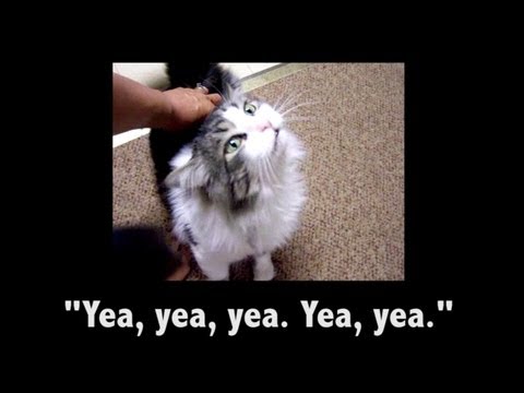 talking animal - In this funny animal compilation, check out a variety of the best Petsami talking animals. They almost sound human don't they? Tell us what you think in the ...