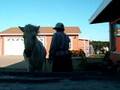 Charm, Icelandic Horse, Playing with Clicker Training