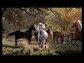 todos los caballos blancos - leon gieco