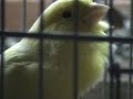 ?alinois Waterslager canary 120 points   ???????? ???????? 120 ??????