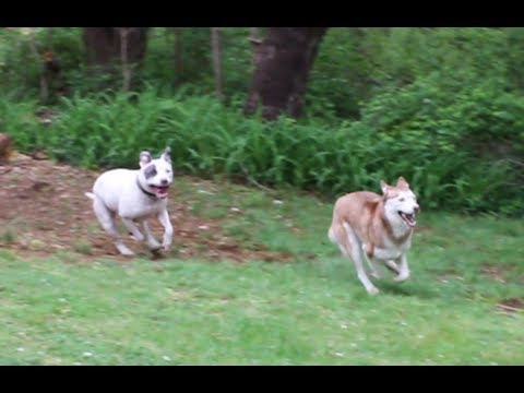 Laika's Spring Fling!