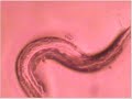C. elegans mating