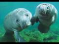 videos de manatee christmas 0001