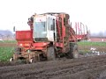 dewulf R6000 loading celeriac