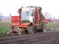 dewulf R6000 loading celeriac