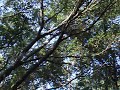 Hawk Hunt - GC1BN58