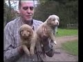 Toller Puppies