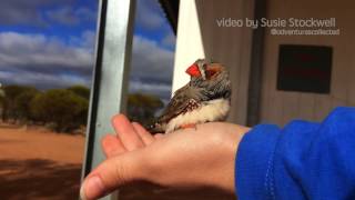 zebra finches